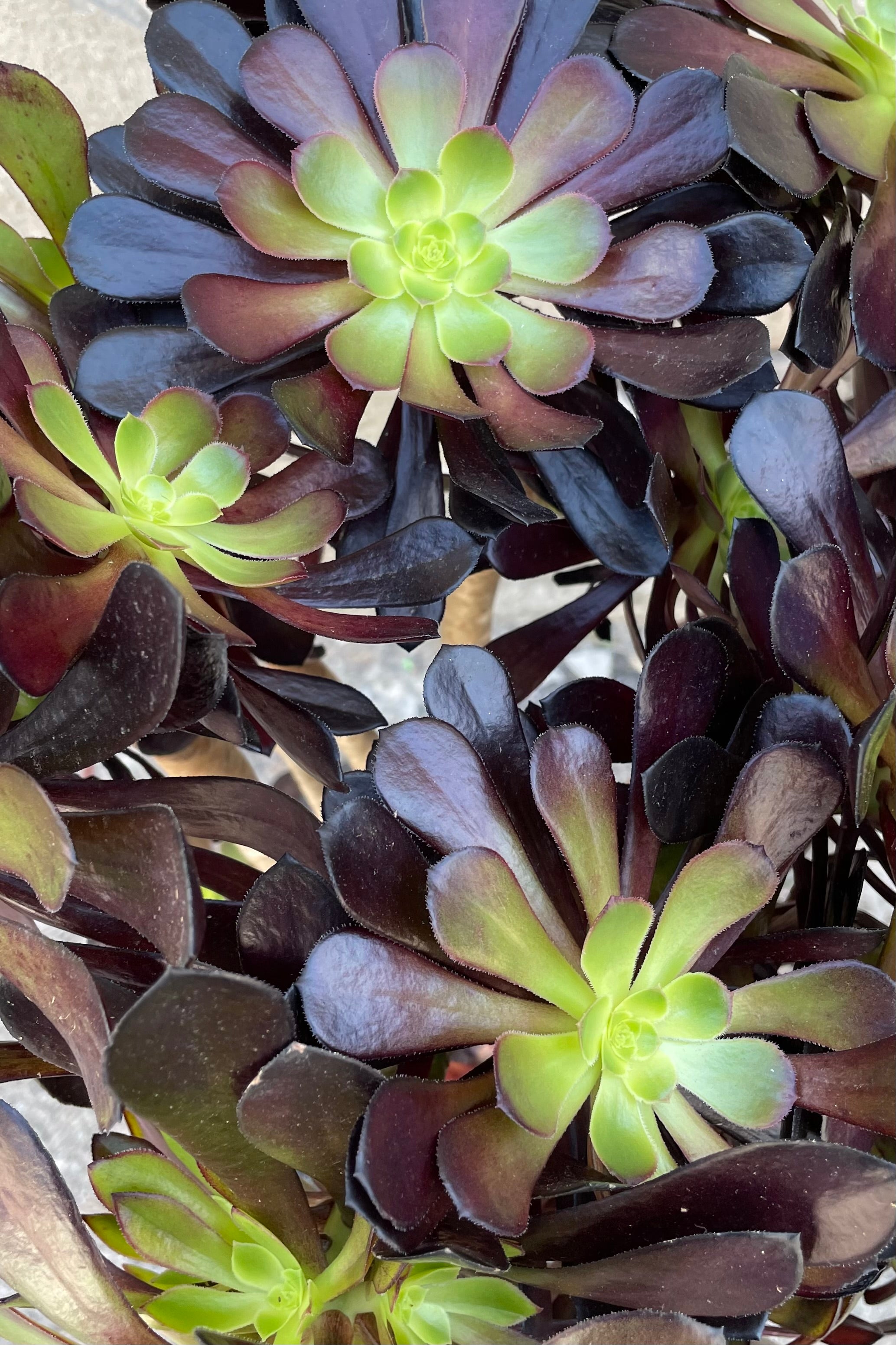 A detailed view of Aeonium 'zwartkop' #5