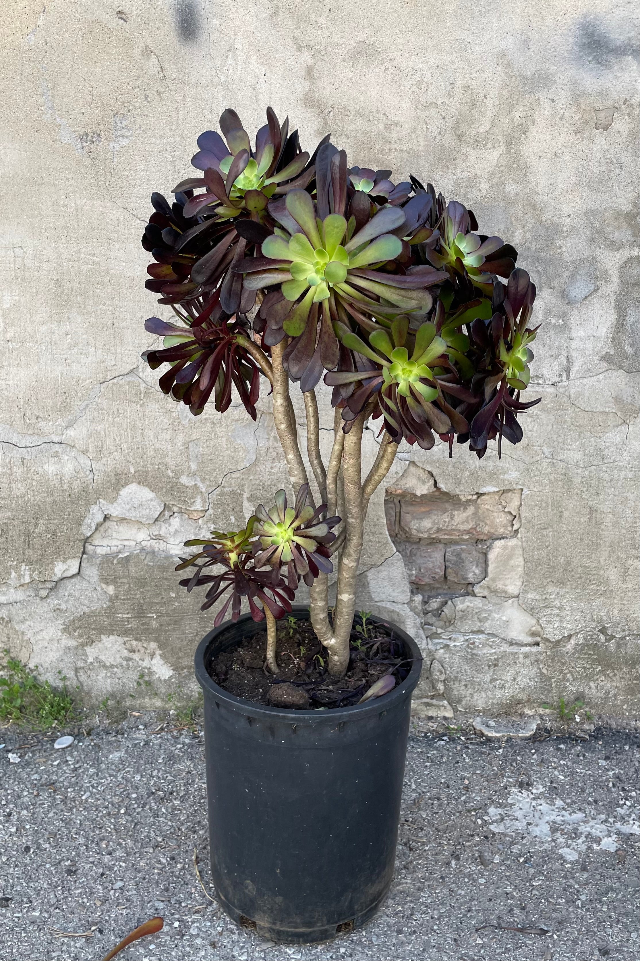 A full view of Aeonium 'Zwartkop' #5 in gallon pot against concrete backdrop