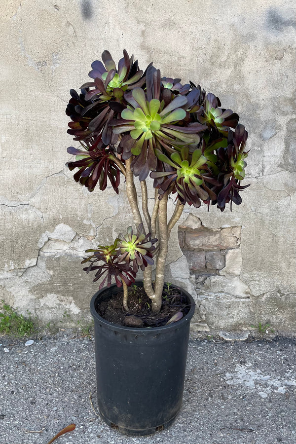 A full view of Aeonium 'Zwartkop' #5 in gallon pot against concrete backdrop