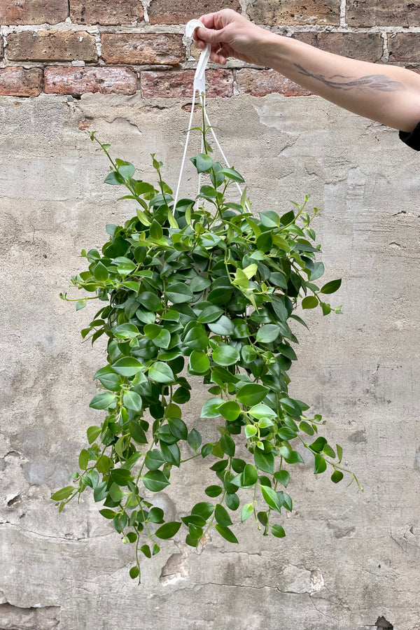 Aeschynanthus radicans 8"