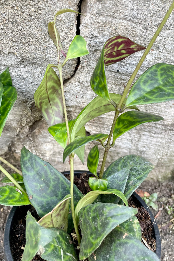 An overhead view of Aeschynanthus marmoratus 4" against a concrete backdrop