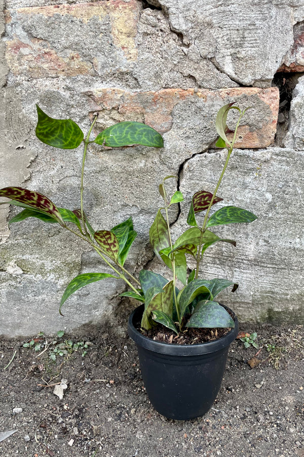 A full view of Aeschynanthus marmoratus 4" against a concrete backdrop