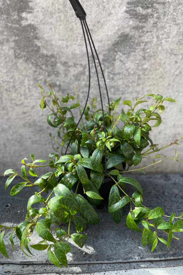 Aeschynanthus longicaulis in grow pot in front of grey background