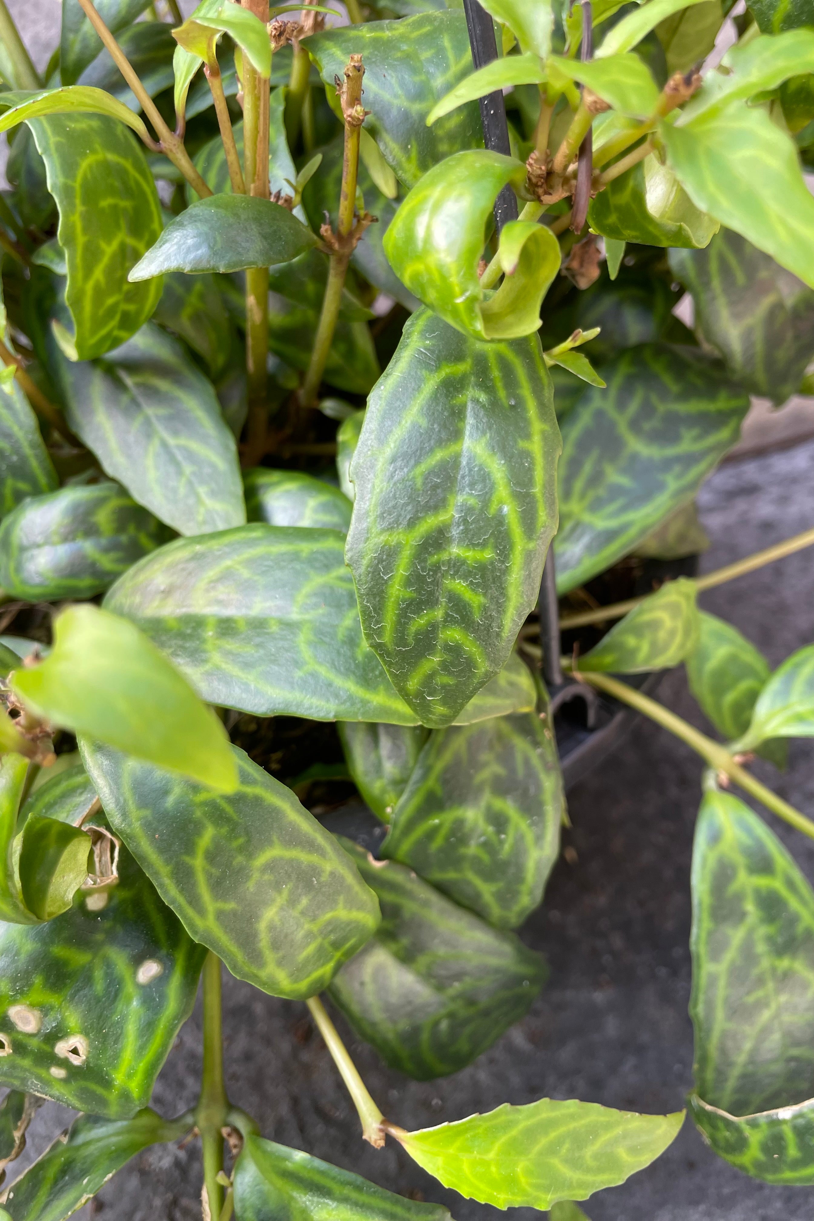 Close up of veined Aeschynanthus longicaulis leaves