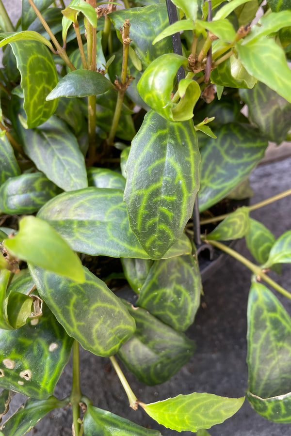 Close up of veined Aeschynanthus longicaulis leaves