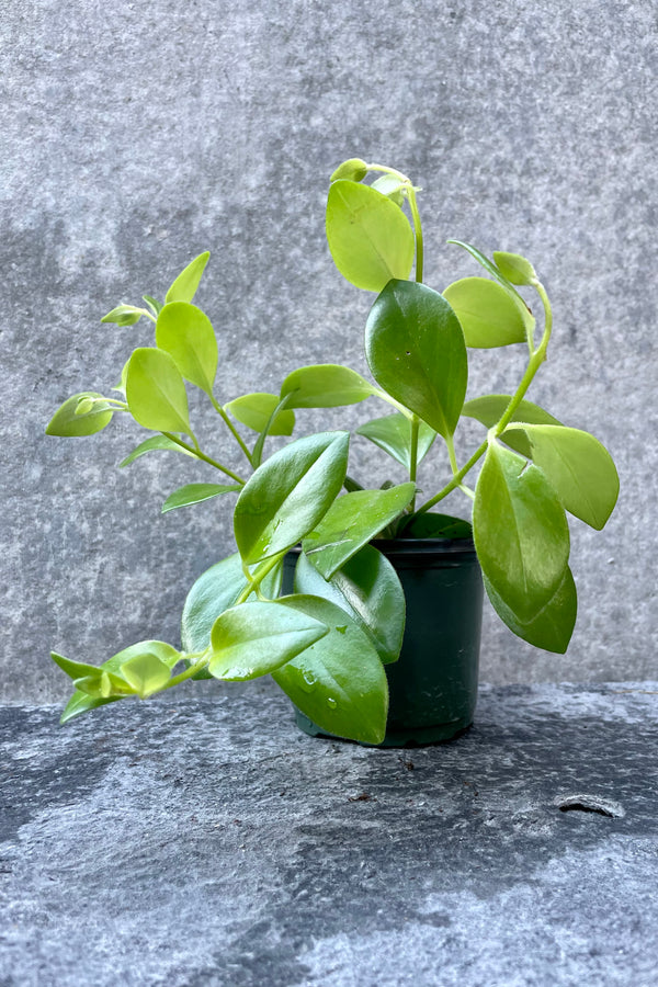 Aeschynanthus radicans in grow pot in front of grey background