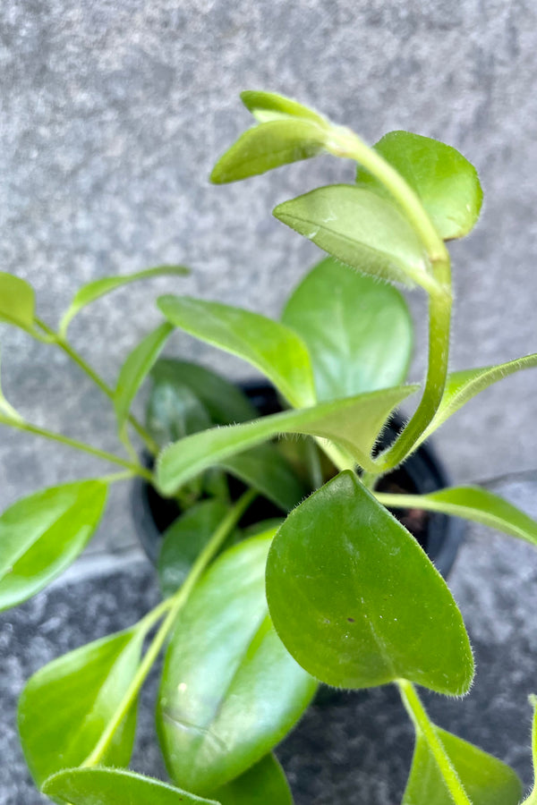 Close up of Aeschynanthus radicans in front of grey background