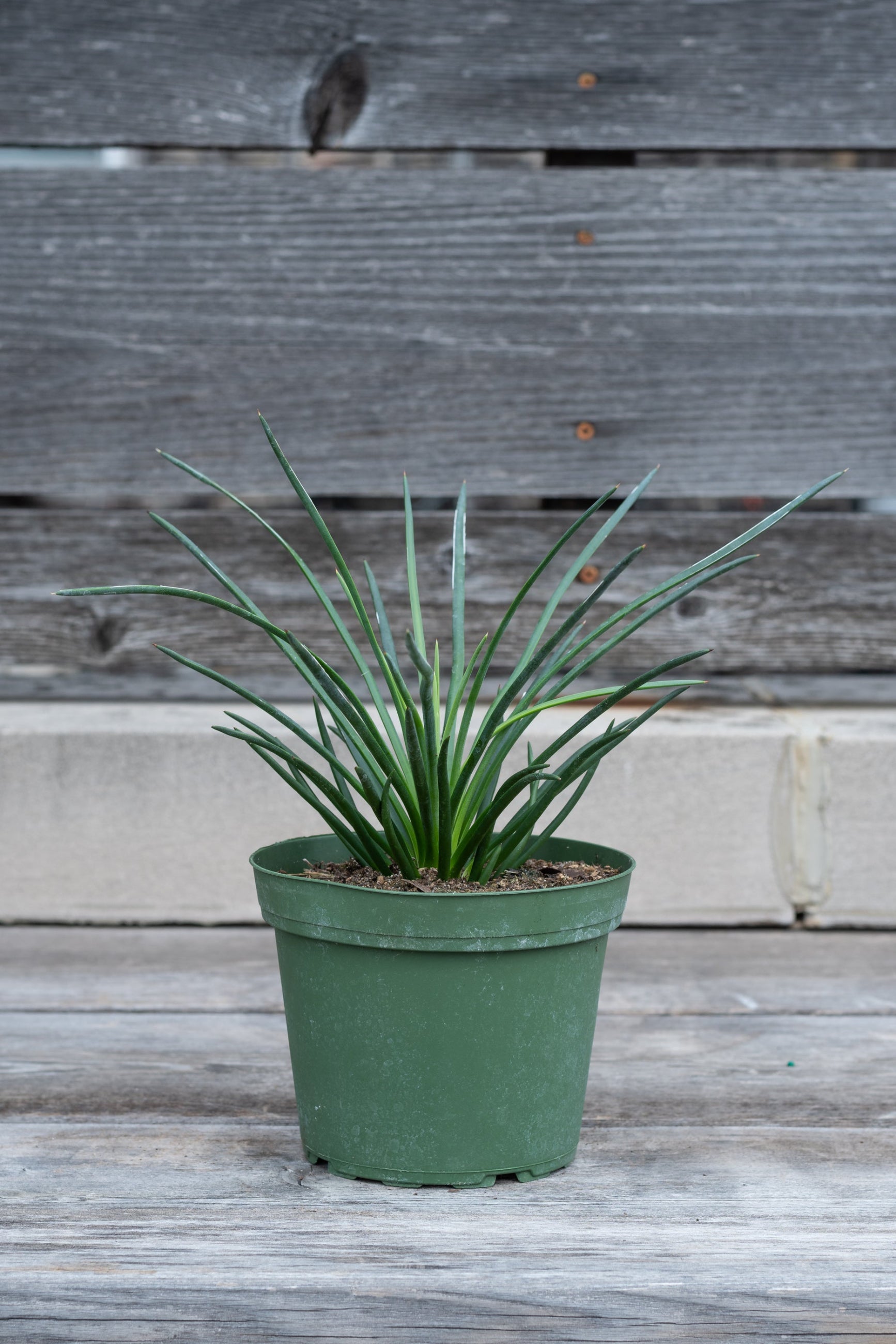 Agave geminiflora "Twin Flowered Agave" in grow pot in front of grey wood background ©Sprout Home