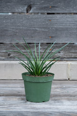 Agave geminiflora "Twin Flowered Agave" in grow pot in front of grey wood background