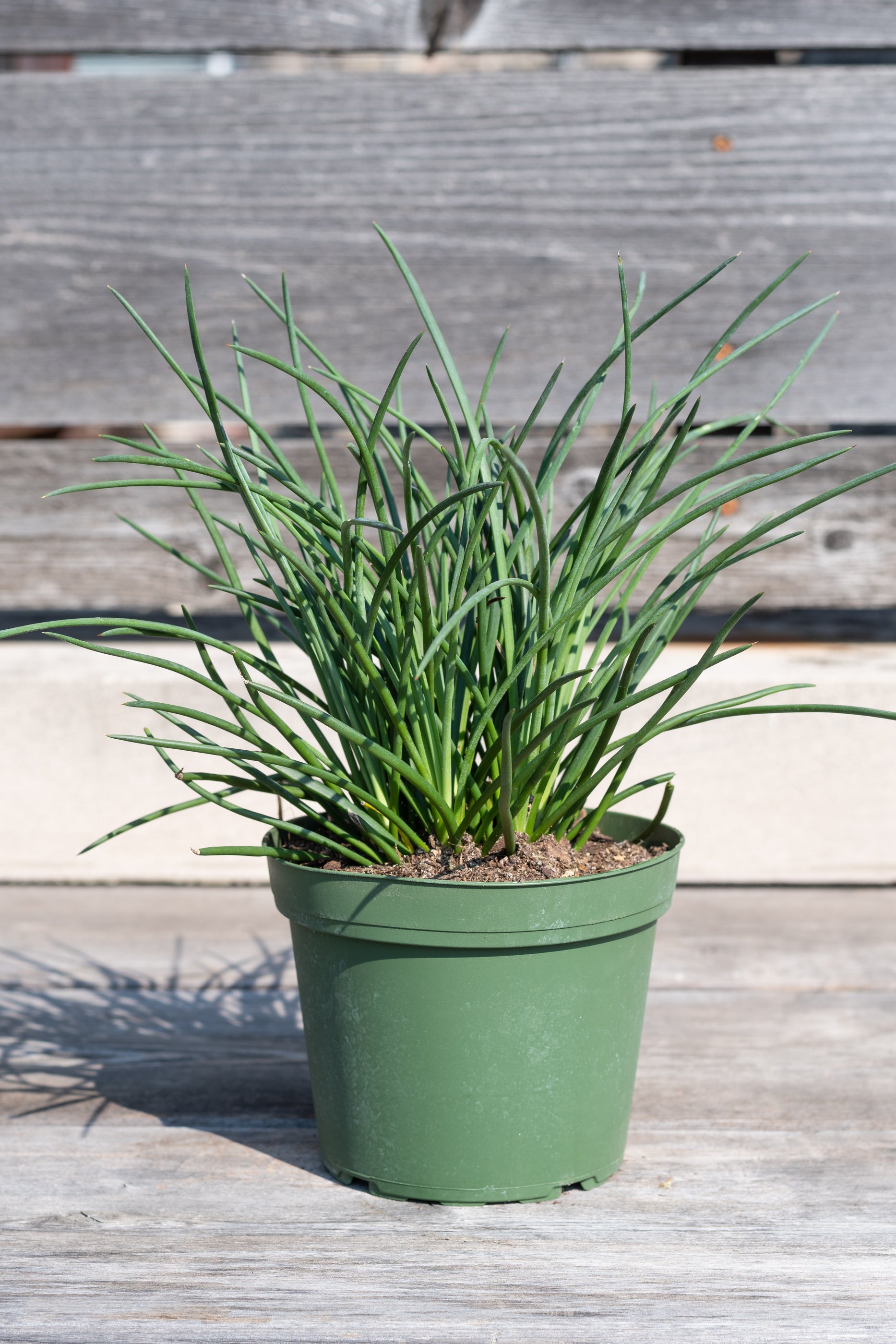 Agave geminiflora 'Spaghetti Strap' in grow pot in front of grey wood background