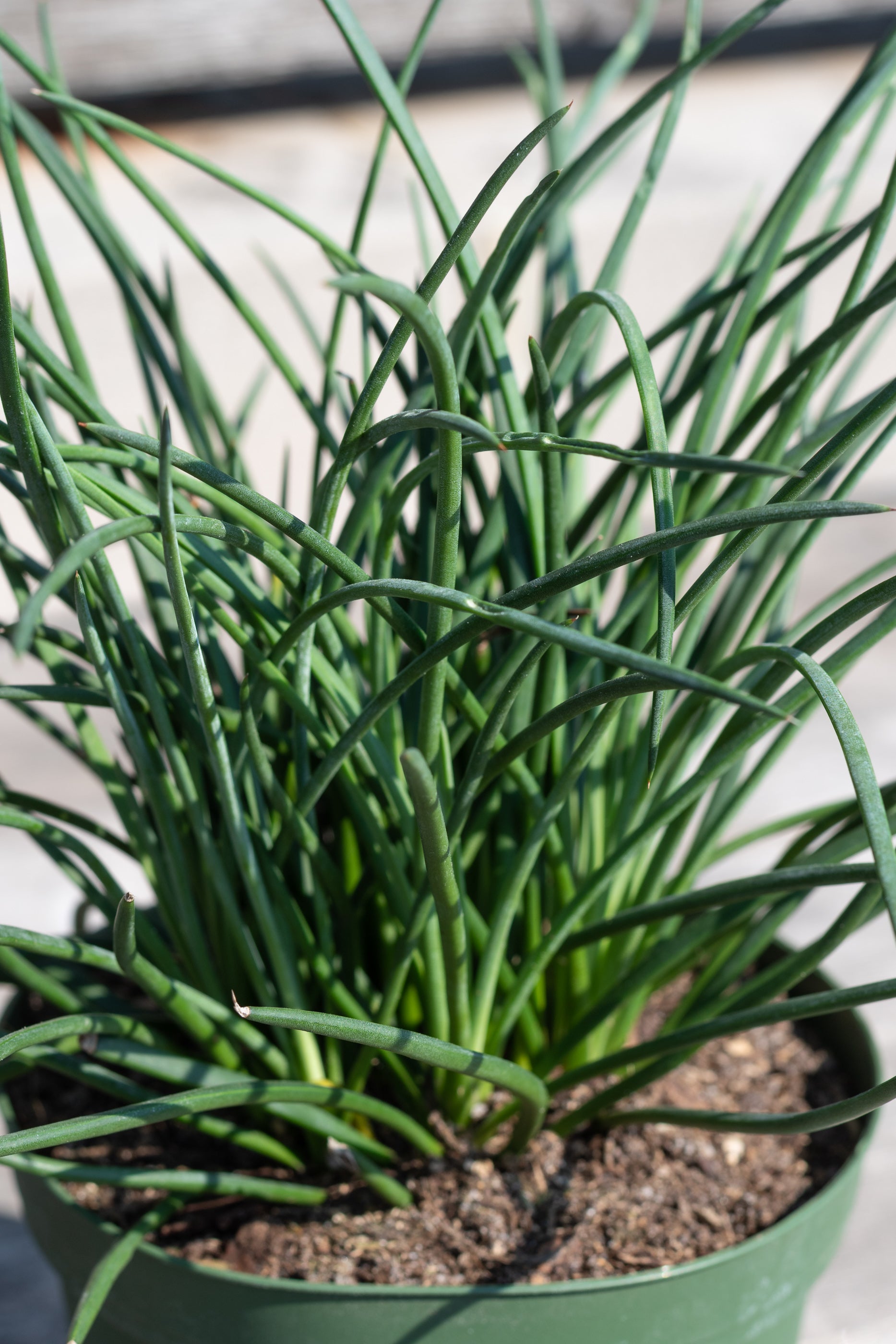 Close up of Agave geminiflora 'Spaghetti Strap' leaves