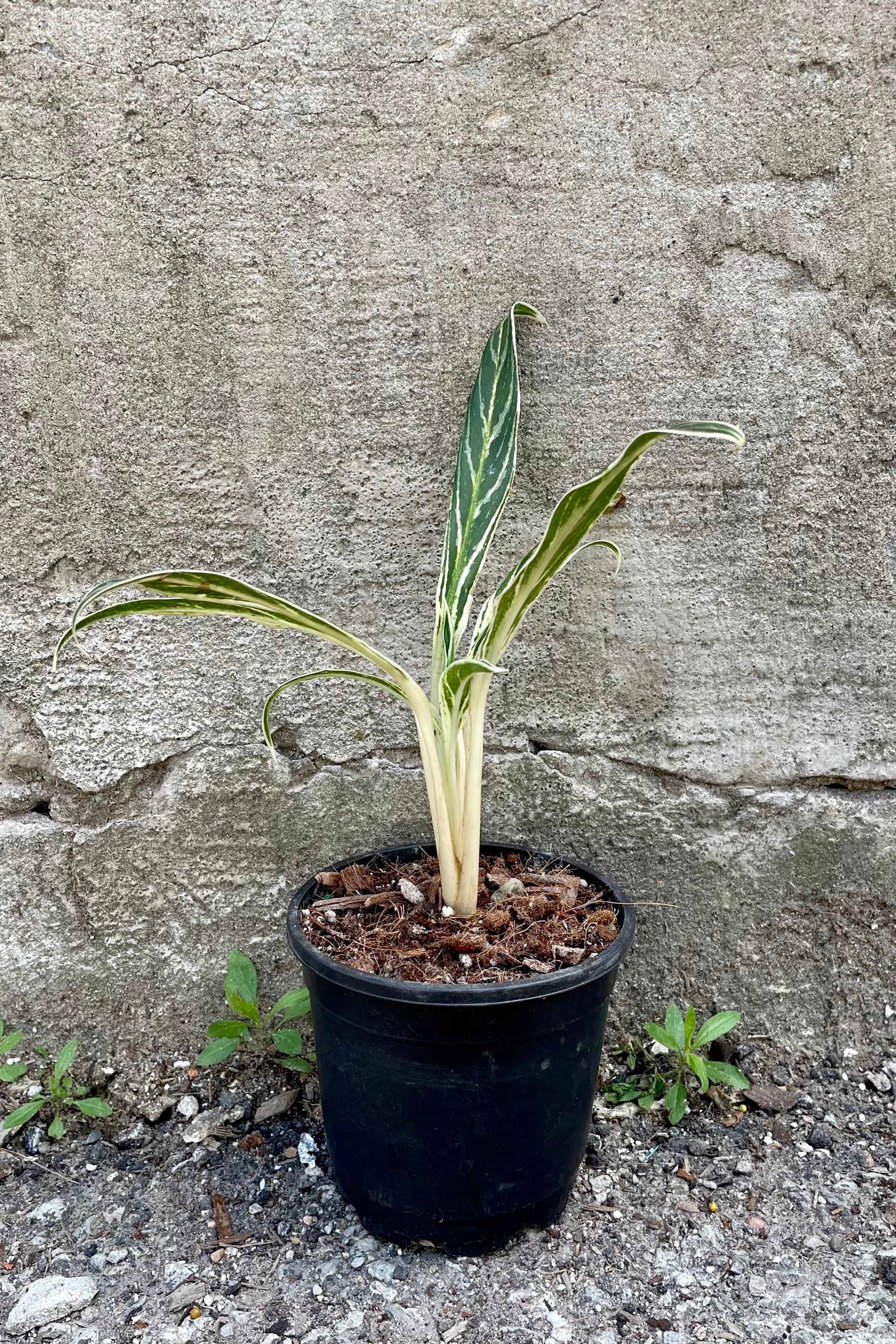 Photo of narrow green and white laves of Aglaonema in black pot