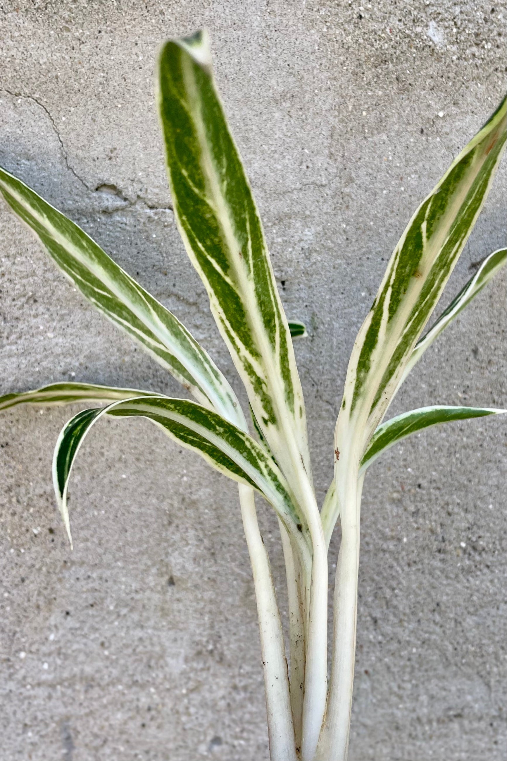 detail of Aglaonema 'Bamboo' 6" against a grey wall ©Sprout Home