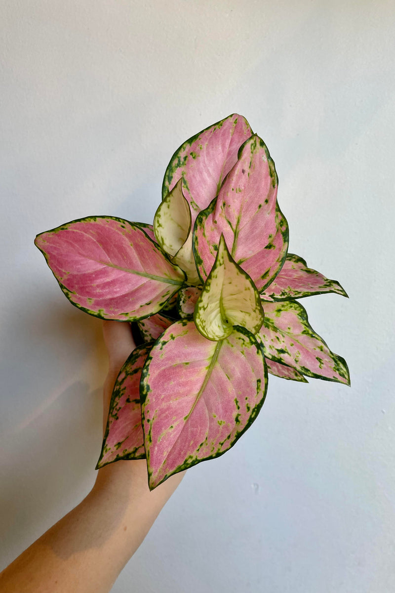 A top view of the Aglaonema 'Cherry' 4".