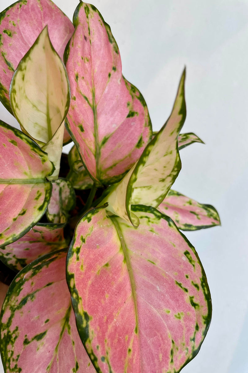 A detailed look at the Aglaonema 'Cherry' 4"