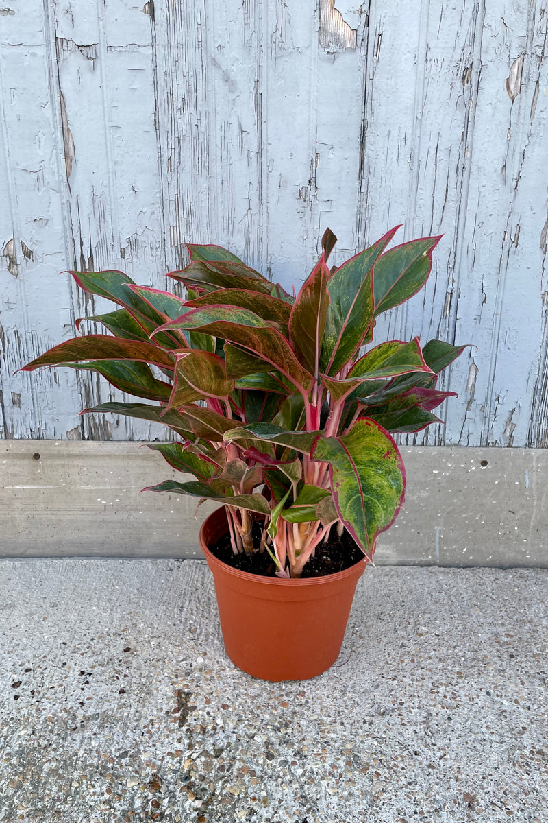 An Aglaonema 'Creta' în a 8" growers pot at Sprout Home. 