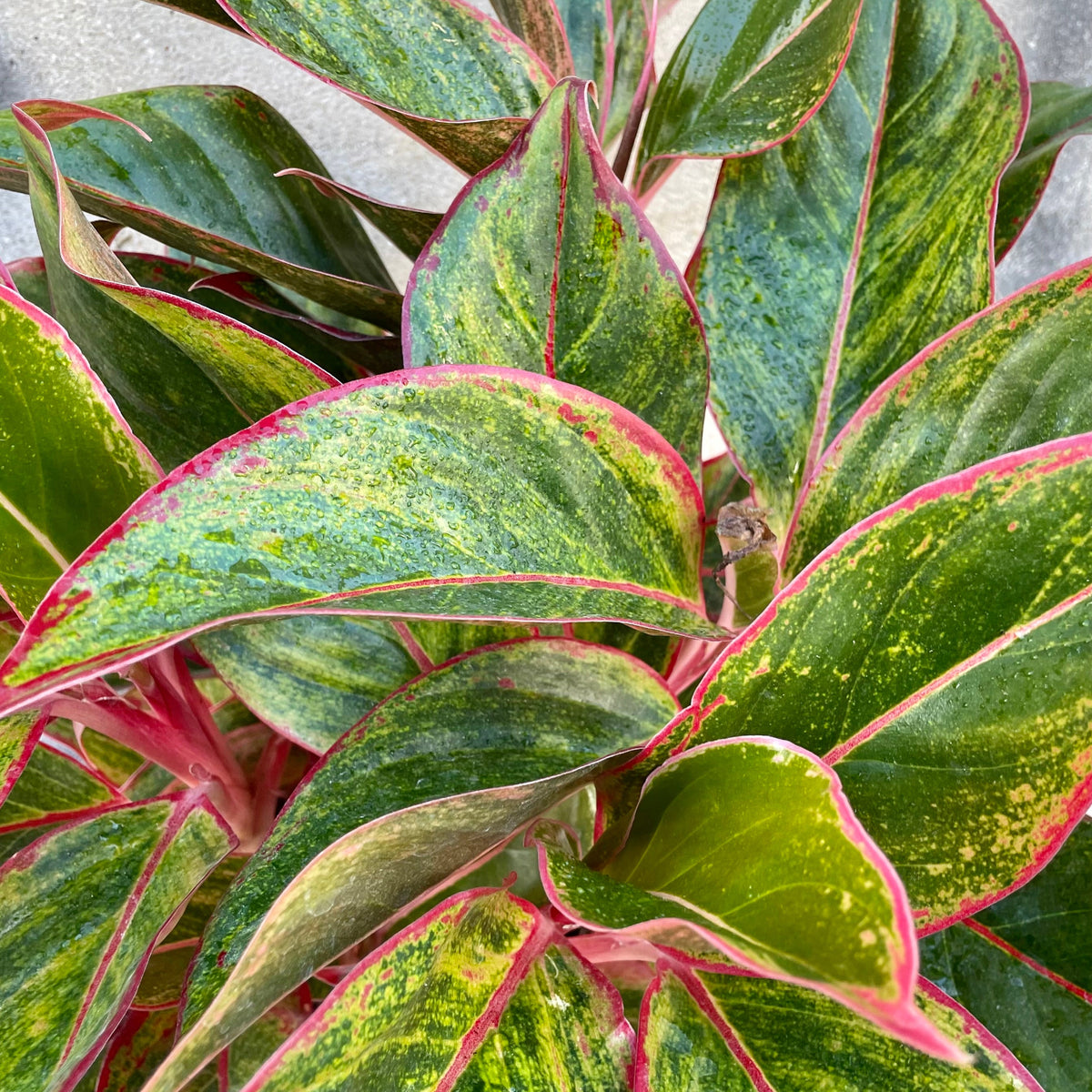Aglaonema 'Creta' 8