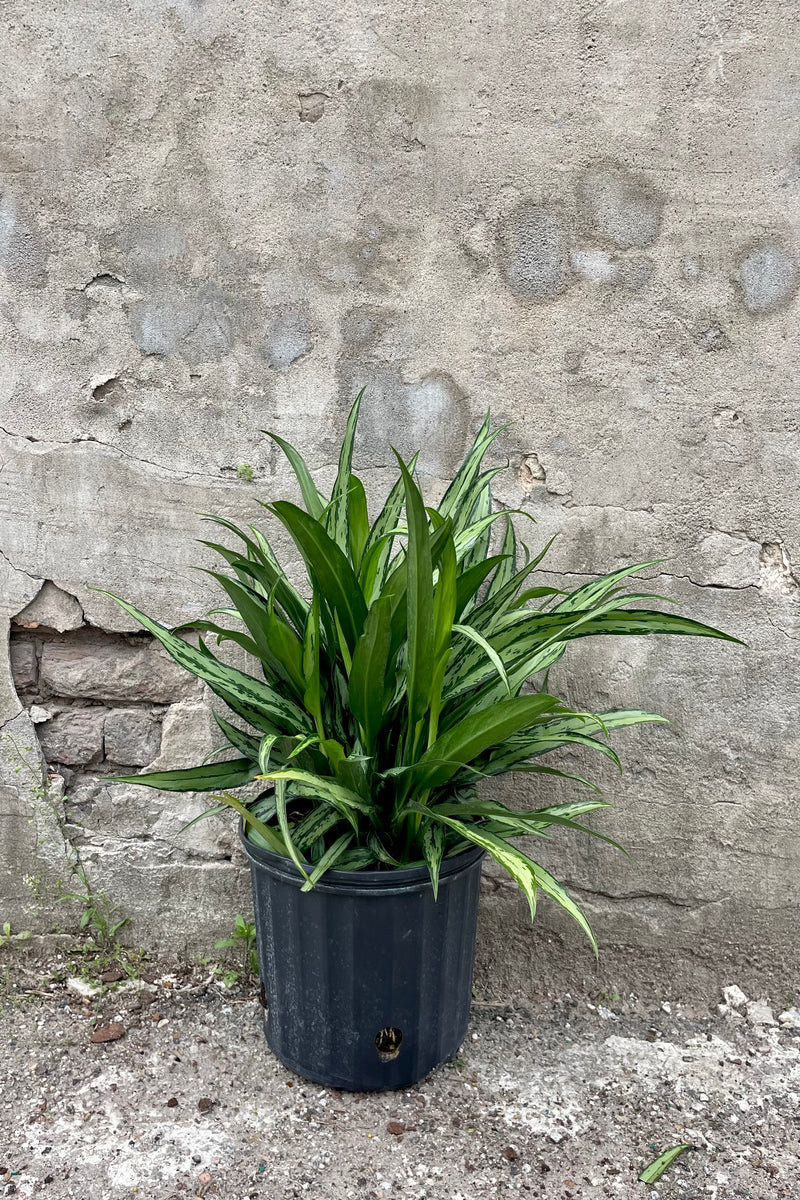 Aglaonema 'Cutlass' 10" black growers pot with variegated green leaves  against a grey wall 