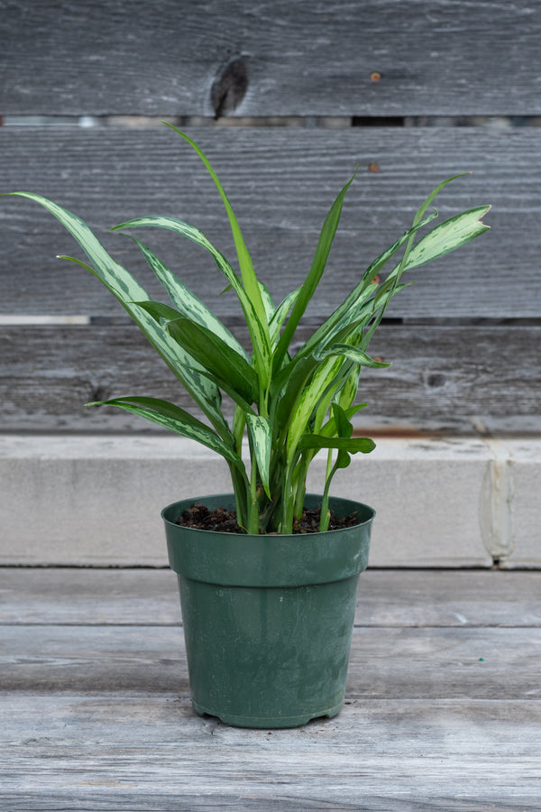 Aglaonema 'Cutlass' in grow pot in front of grey wood background