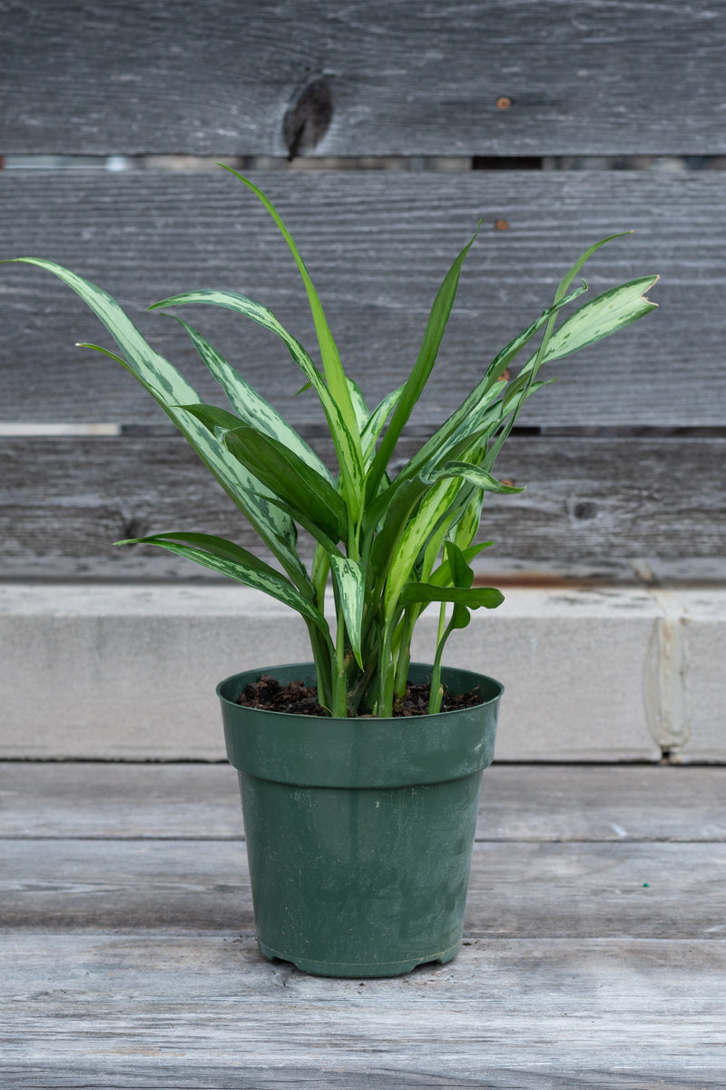 Aglaonema 'Cutlass' in grow pot in front of grey wood background