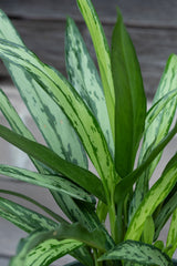 Close up of Aglaonema 'Cutlass' leaves