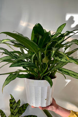 The Aglaonema 'Cutlass' is held against a white backdrop in an 8 inch growers pot.