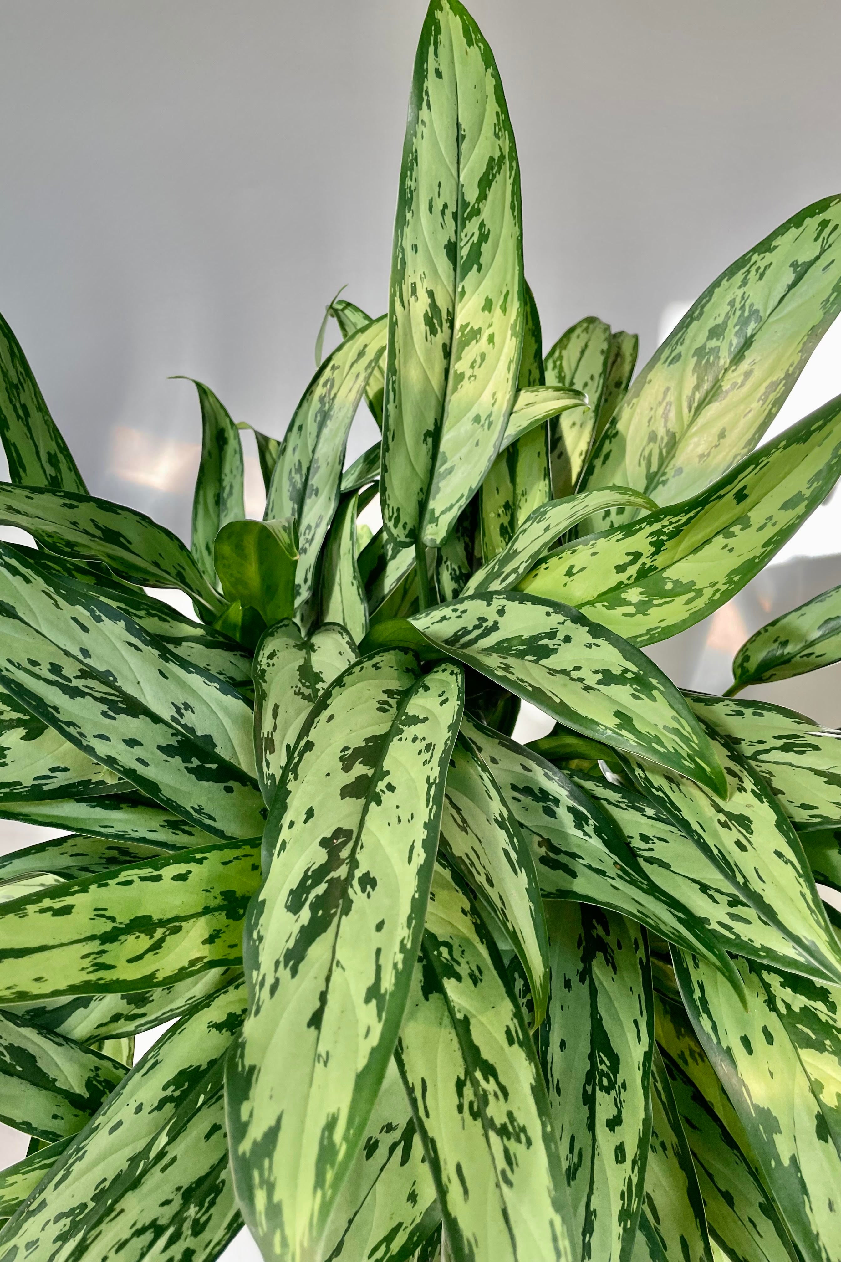 A detailed shot of the Aglaonema 'Cutlass'.