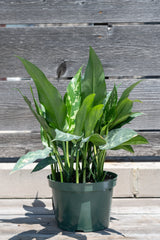 Aglaonema 'Emerald Beauty' in grow pot in front of grey wood background