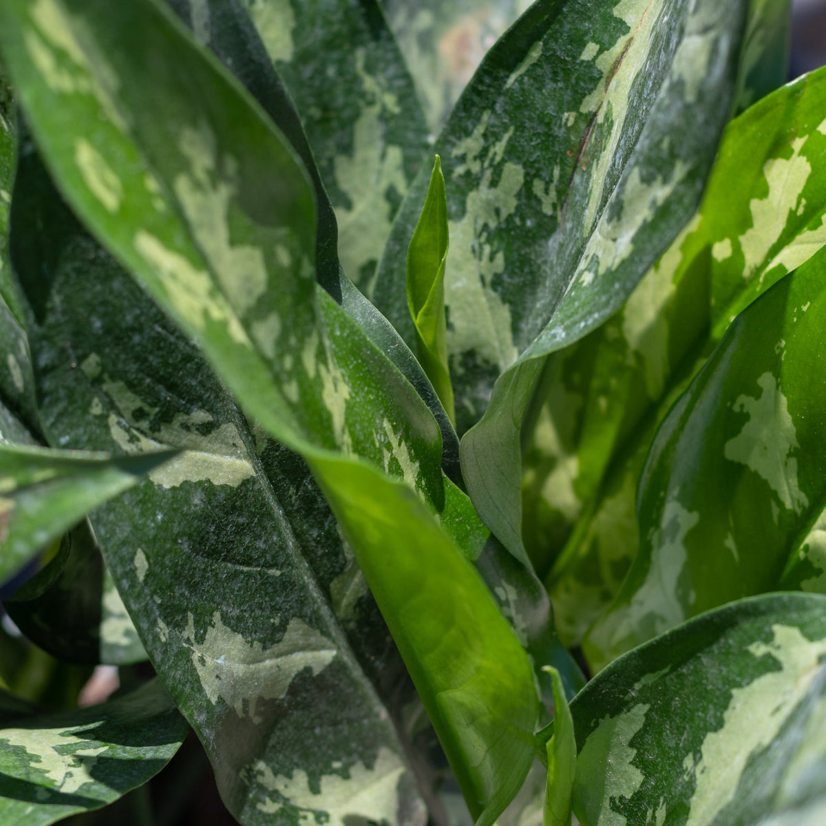 aglaonema emerald beauty scientific name Aglaonema 'Emerald Beauty' 8" at SPROUT HOME