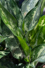 Close up of Aglaonema 'Emerald Beauty' foliage