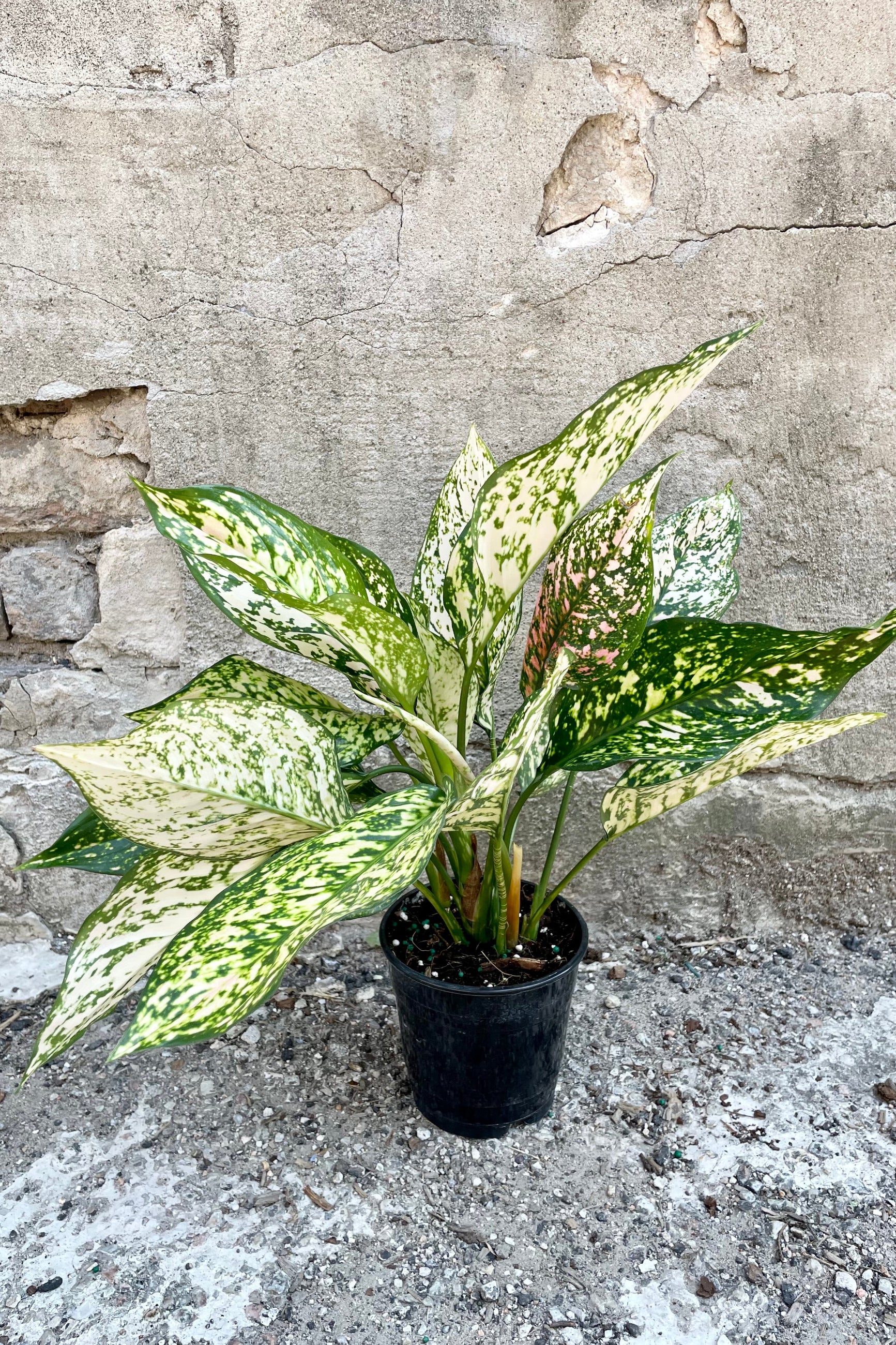 Aglaonema 'Etta Rosé' in a 5" growers pot showing off its green, white and pink variegated leaves in front of a concrete wall at Sprout Home. ©Sprout Home