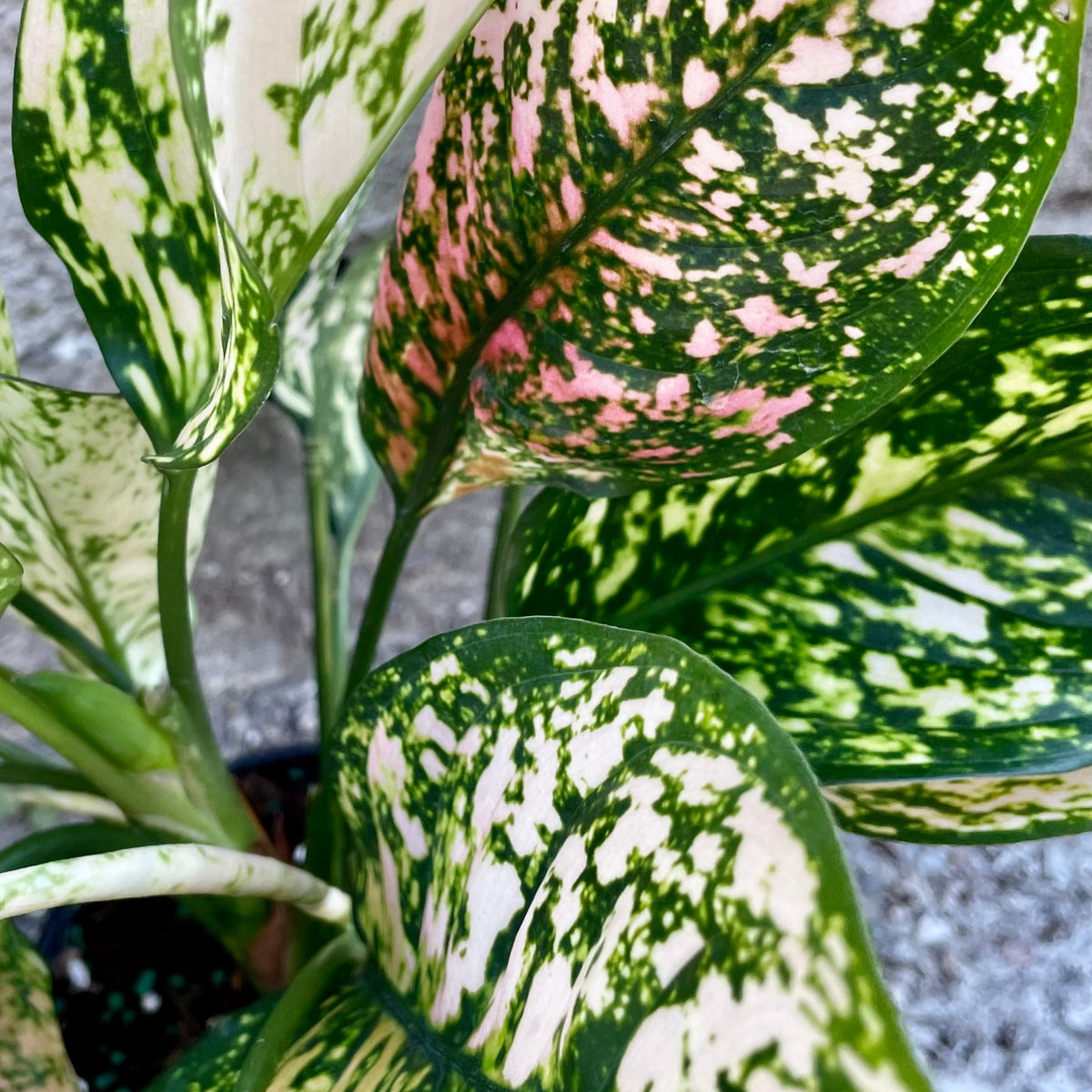 aglaonema etta rose 6 Aglaonema 'Etta Rose' 5" at SPROUT HOME