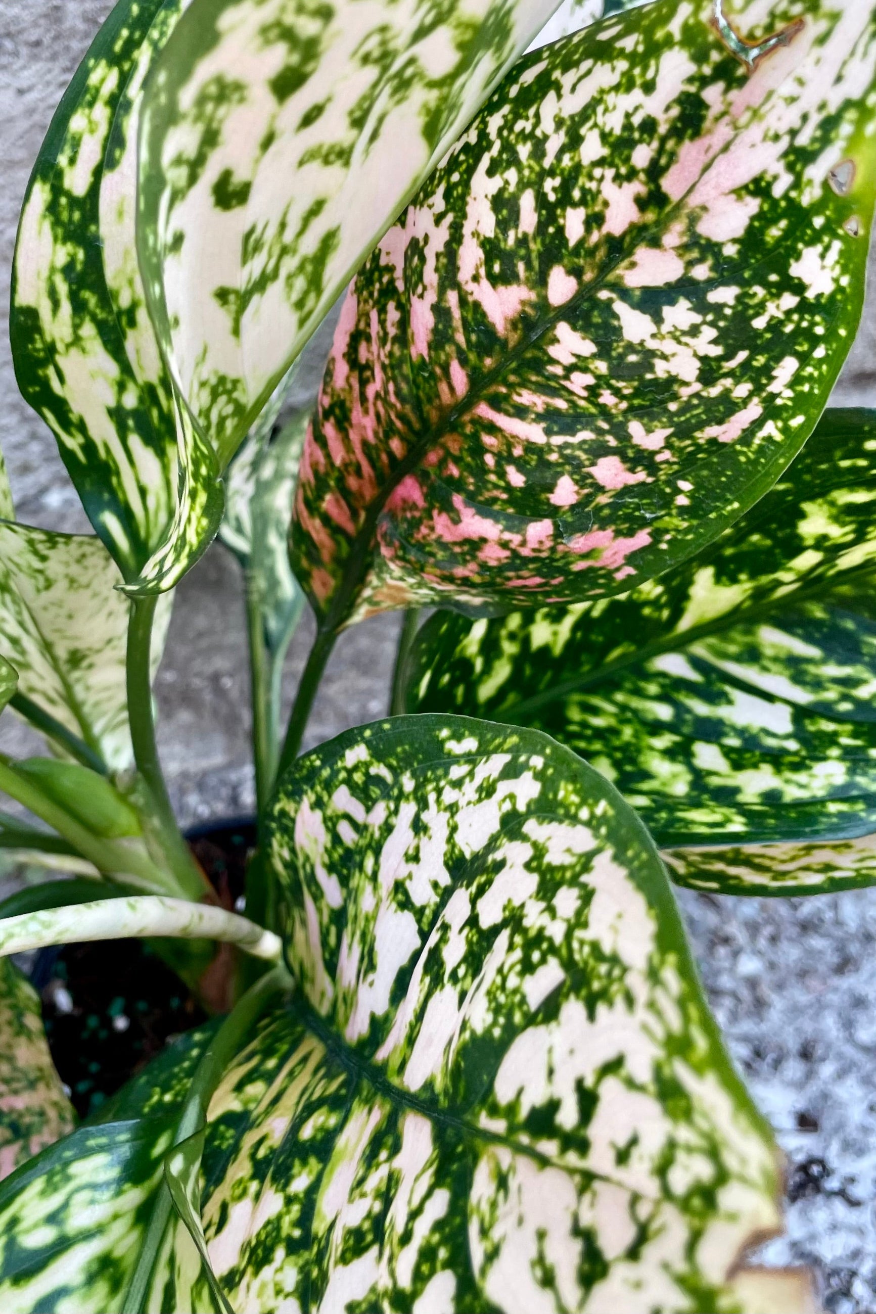 The variegated green with white and pink leaves of the Aglaonema 'Etta Rose' in full focus at Sprout Home. ©Sprout Home