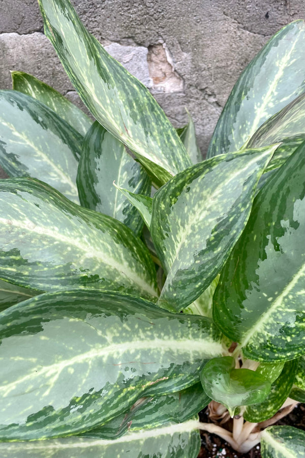 A detailed view of Aglaonema 'Golden Bay' 10" against a concrete backdrop