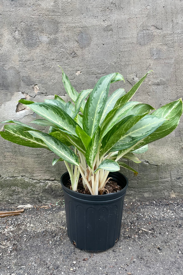 A frontal view of Aglaonema 'Golden Bay' 10" against a concrete backdrop