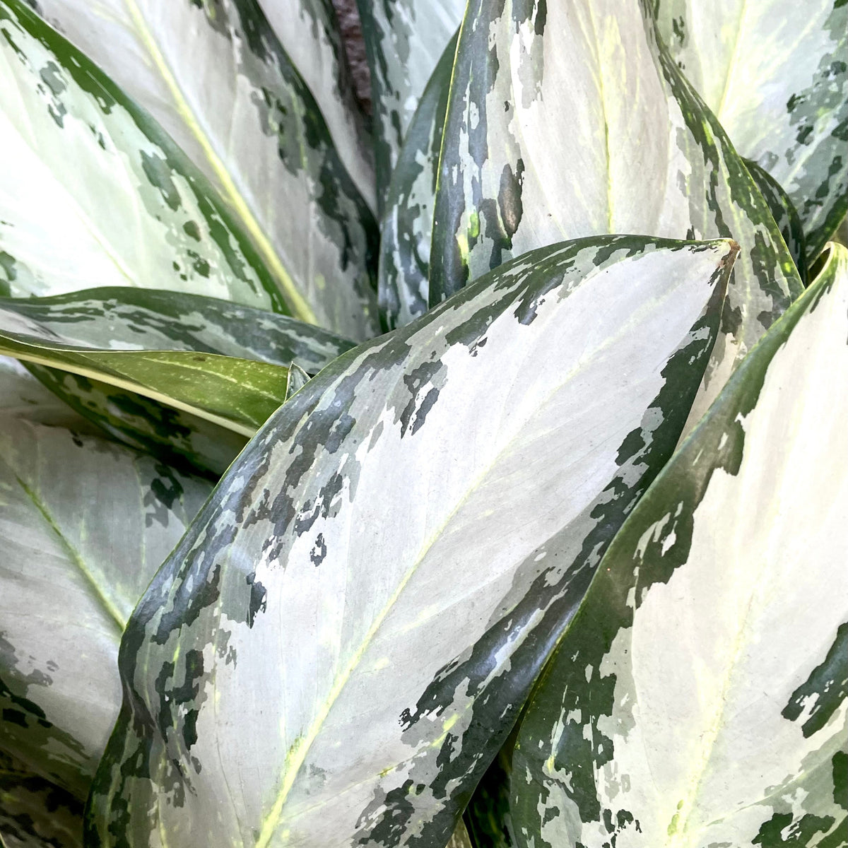 aglaonema gele bladeren Aglaonema 'Golden Bay' 14" at SPROUT HOME