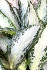 A detailed view of the leaves of Aglaonema 'Golden Bay' 14" 