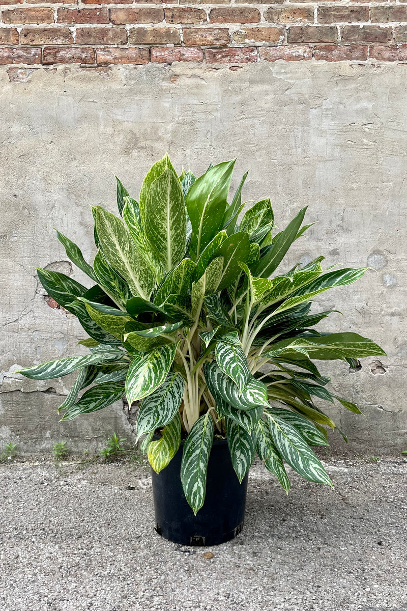 Aglaonema  'Golden Madonna' 14" against a grey wall