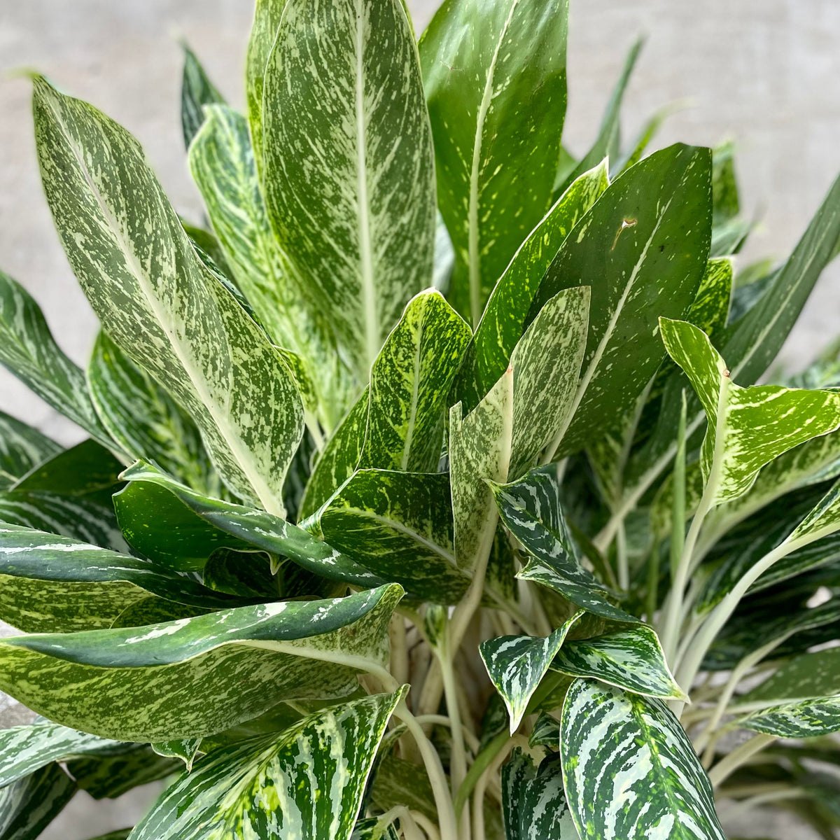 Aglaonema 'Golden Madonna' 14