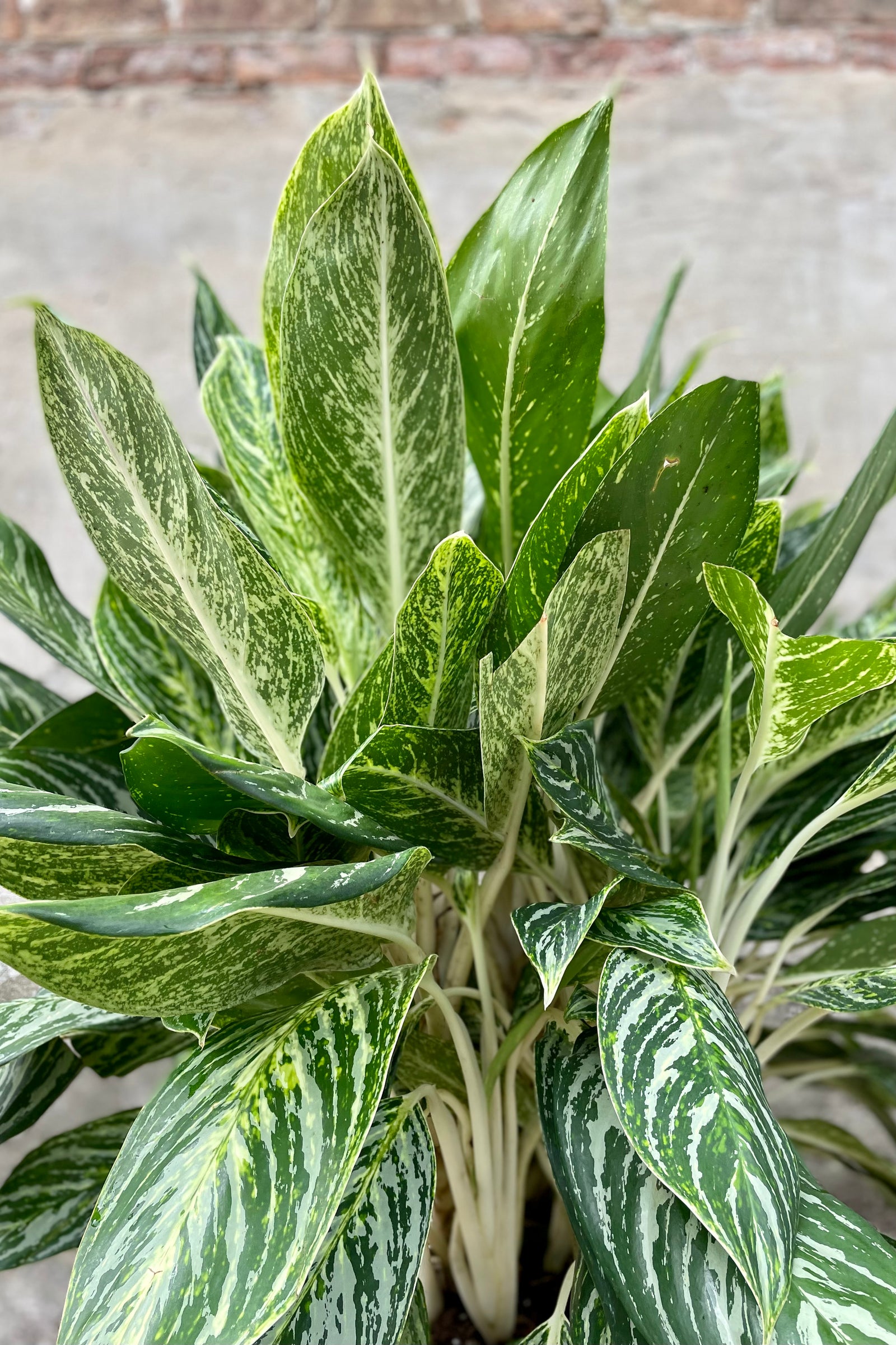 Aglaonema 'Golden Madonna' 14