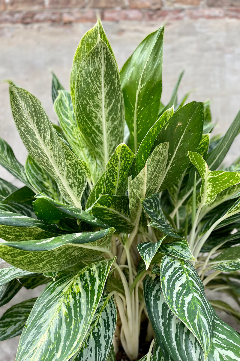 detail of Aglaonema  'Golden Madonna' 14" against a grey wall