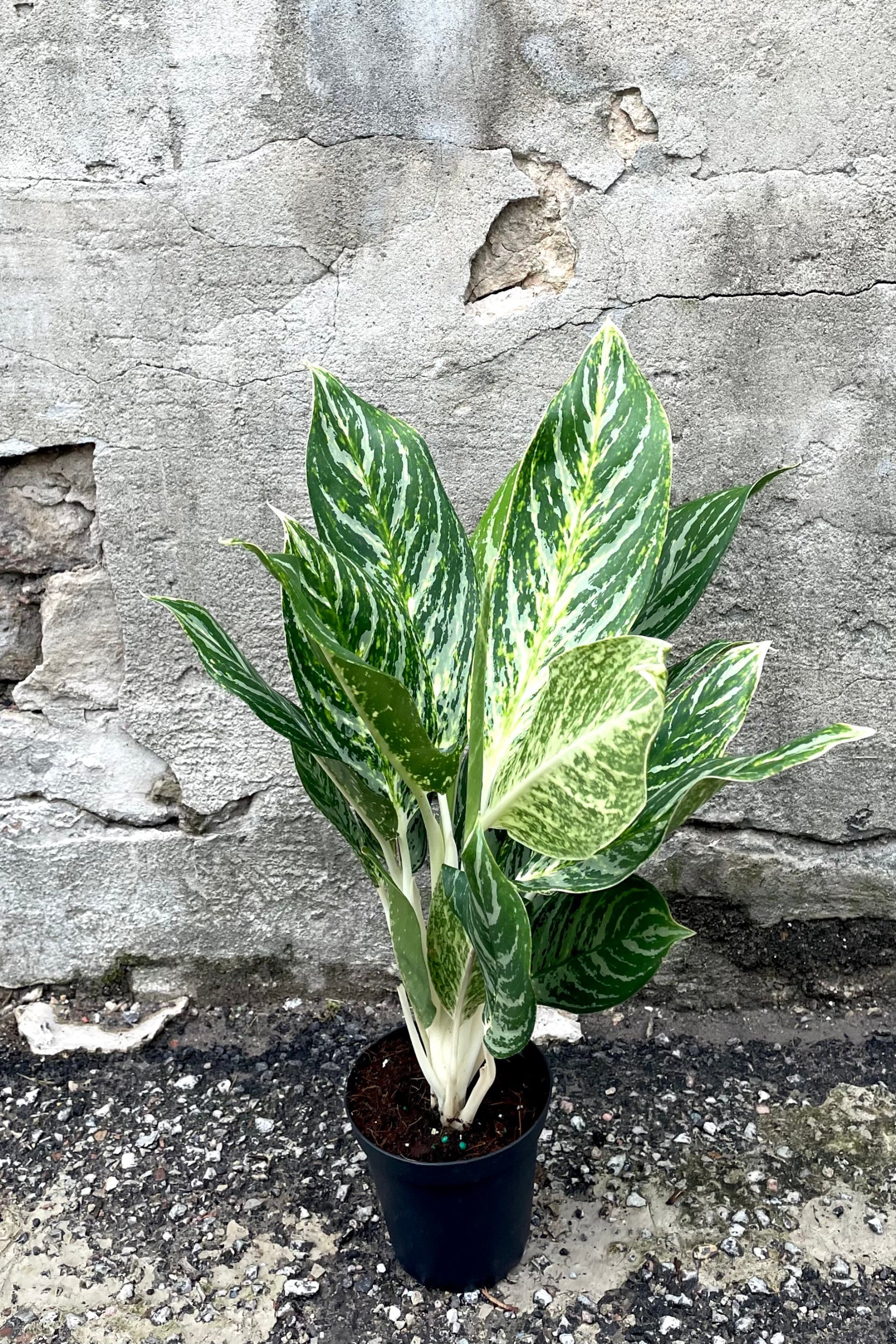 A frontal view of the 5" Aglaonema 'Golden Madonna' in a grow pot against a concrete backdrop  ©Sprout Home
