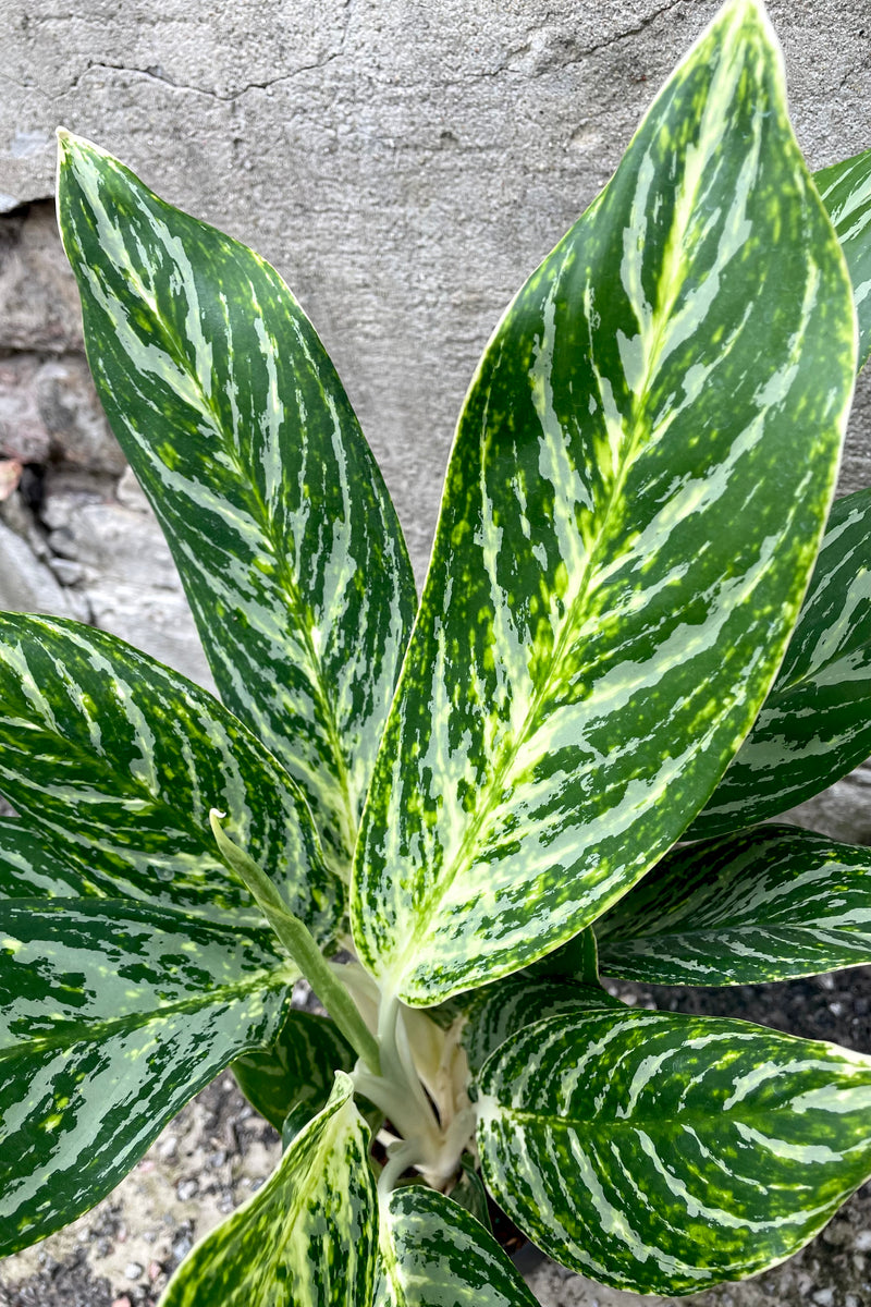 A close-up view of the leaves of the 5" Algaonema 'Golden Madonna' against a concrete backdrop