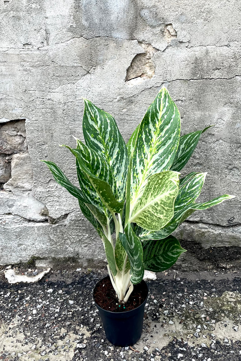 A frontal view of the 5" Aglaonema 'Golden Madonna' in a grow pot against a concrete backdrop