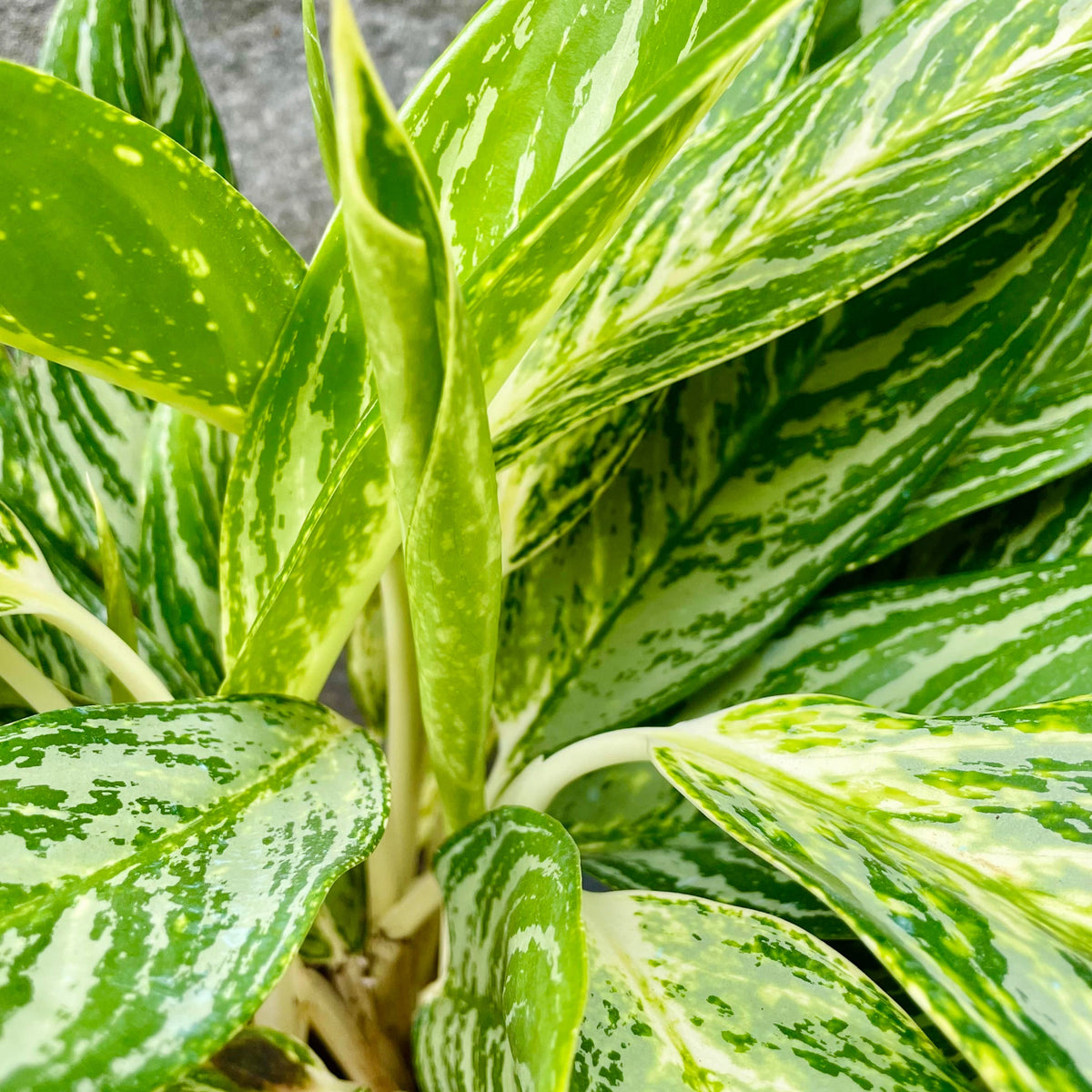 Aglaonema GOLDEN MADONNA