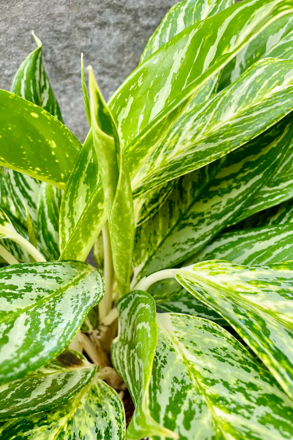 A detailed look at the Aglaonema 'Golden Madonna's white, yellow and green foliage.