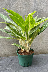 The Aglaonema 'Golden Madona' sits in its 6 inch pot against a grey backdrop.