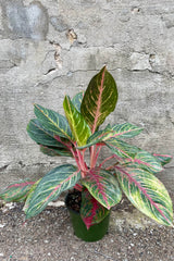 Aglaonema 'Garnet' 6" green growers pot with striking deep red color on a rich green leaf