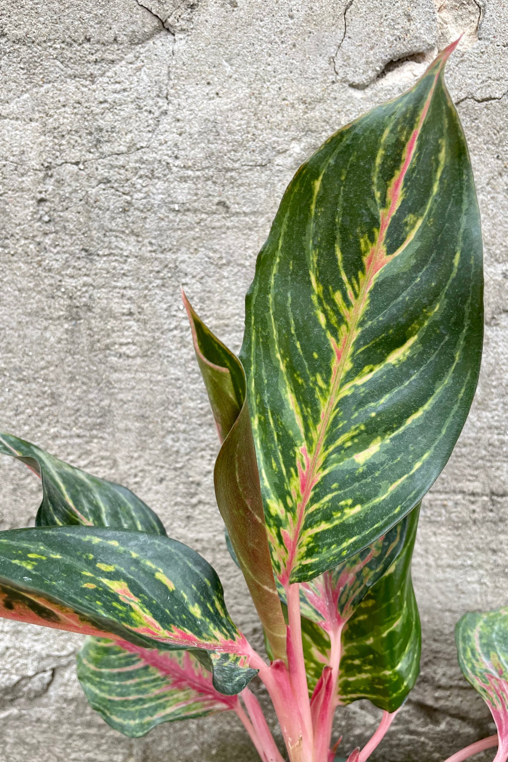 Aglaonema 'Garnet' 6" detail of striking deep red color on a rich green leaf ©Sprout Home
