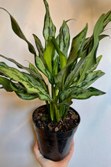 The Aglaonema 'Juliette' is held against a white backdrop.